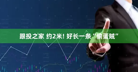 跟投之家 约2米! 好长一条“偷蛋贼”